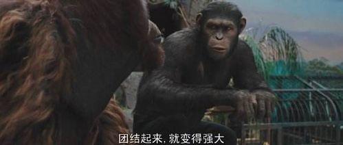 猩球崛起在线免费观看,重燃自由之火——在线免费观影指南 第3张 猩球崛起在线免费观看,重燃自由之火——在线免费观影指南 第3张